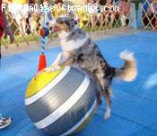 XTREME DOGS SHOW