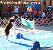 XTREME DOGS SHOW